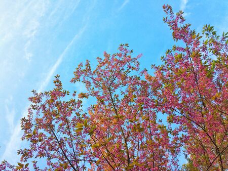 Himalayan Cherry Blossom beautiful on mountain, Ban Khun Chang Khian at Chiangmai province Northern Thailand.の写真素材