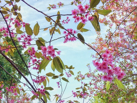 Himalayan Cherry Blossom beautiful on mountain, Ban Khun Chang Khian at Chiangmai province Northern Thailand.の写真素材