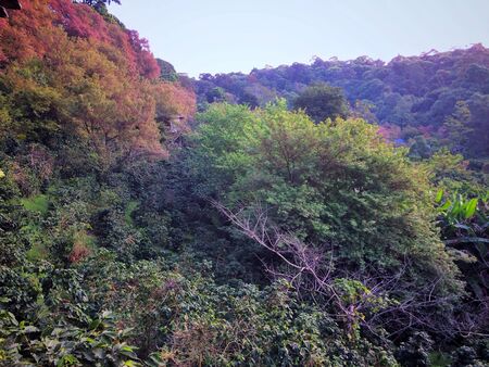 Coffee tree and tree Himalayan Cherry Blossom beautiful on mountain, Ban Khun Chang Khian at Chiangmai province Northern Thailand.の写真素材