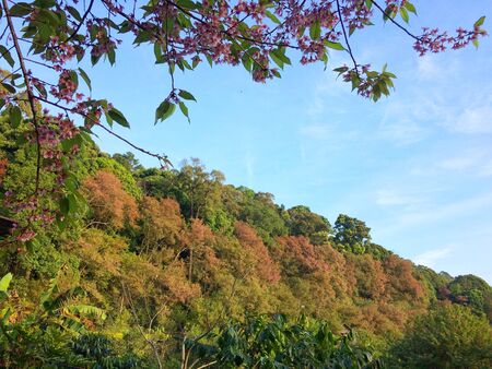 Himalayan Cherry Blossom beautiful on mountain, Ban Khun Chang Khian at Chiangmai province Northern Thailand.の写真素材