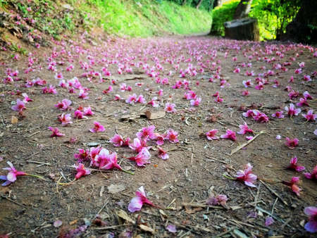 Fall Himalayan Cherry Blossom on Nature Walk at Ban Khun Chang Khian, Chiangmai province Northern Thailand.の写真素材