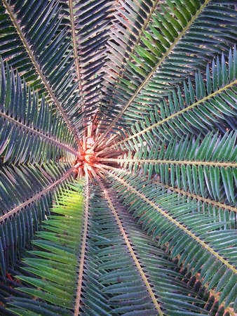Top view Green leaves tree background.の写真素材