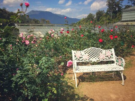 Chair in the garden Roses bloom on the tree in the rose garden nature background.の写真素材