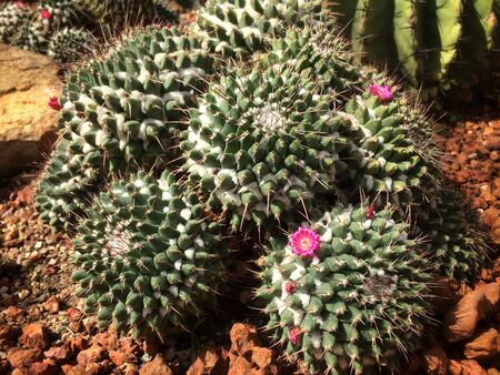 cactus in garden with sand stone pebbles background.の写真素材