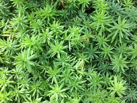 Green leaves reflect sunlight background.の写真素材