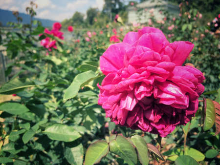 Roses bloom on the tree in the rose garden nature background.の写真素材
