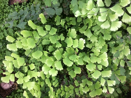 Green leaves reflect sunlight background.の写真素材