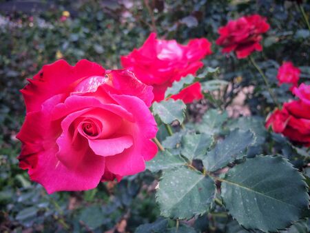 Roses bloom on the tree in the rose garden nature background.の写真素材