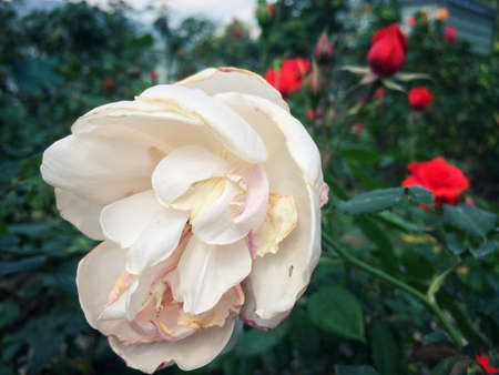 Roses bloom on the tree in the rose garden nature background.の写真素材