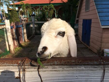 a white lamb eating on the grassの写真素材