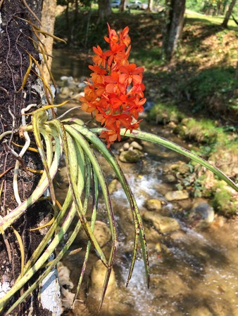 Flower Wild orchid Orange on nature.の写真素材