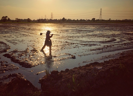 Season the rice farming in the asian peopleの写真素材