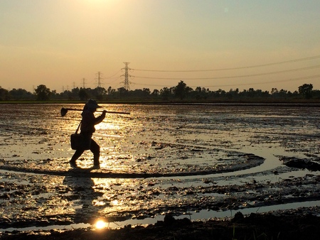 Season the rice farming in the asian peopleの写真素材
