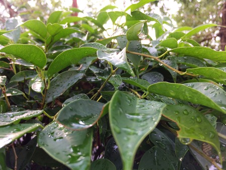 Rain water drop green leaf treeの写真素材