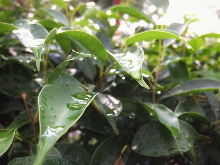 Rain water drop green leaf treeの写真素材