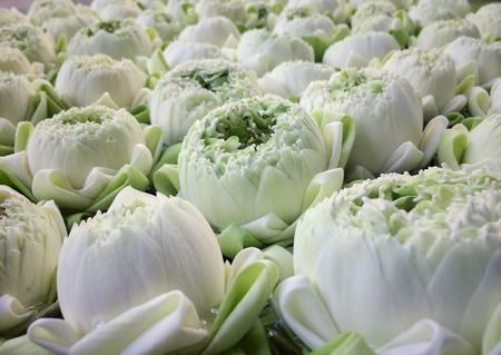 White Lotus flower beautiful in the peaceful pondの写真素材