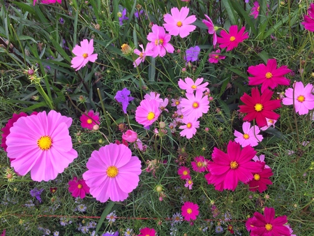 Cosmos flowers blooming in the gardenの写真素材