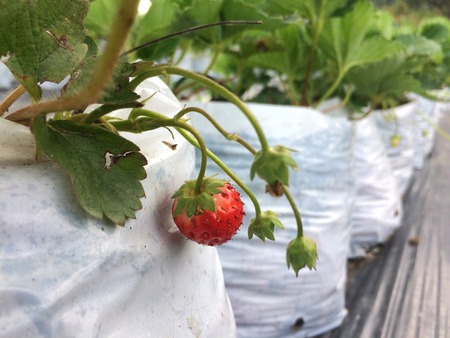 Strawberry plant. Strawberries in growth at garden. Blossoming of strawberry.の写真素材