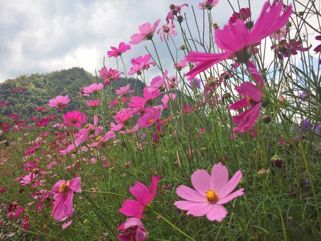 Cosmos flowers blooming in the gardenの写真素材