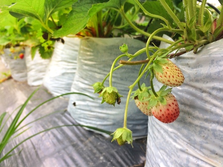 Strawberry plant. Strawberries in growth at garden.の写真素材