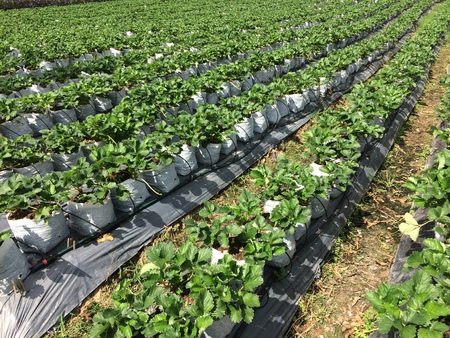 Strawberry plant. Strawberries in growth at garden.の写真素材