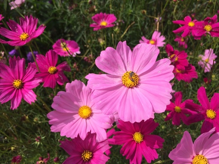 Honey bee Cosmos flowers blooming in the gardenの写真素材