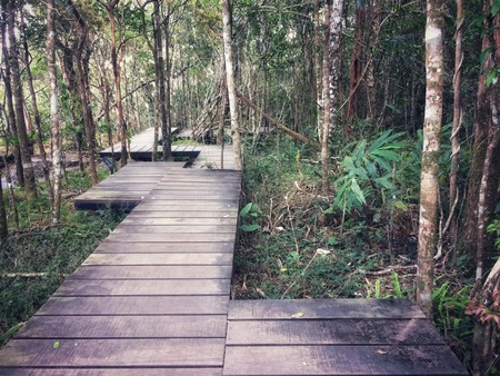 A walk through the beautiful nature forest.の写真素材