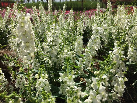 Forest park of Leaf Backgroundの写真素材