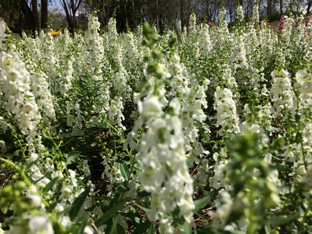 Forest park of Leaf Backgroundの写真素材