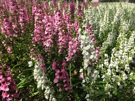 Forest park of Leaf Backgroundの写真素材