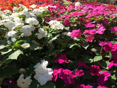 Forest park of Leaf Backgroundの写真素材