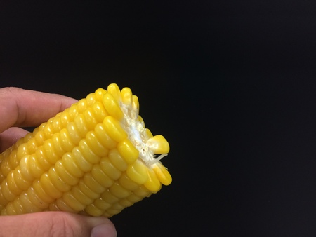 ears of sweet corn on black backgroundの写真素材