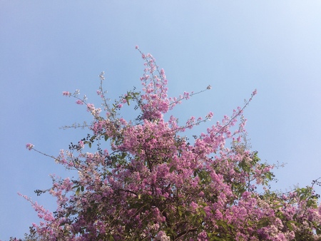 Pink spring flowers on blue sky backgroundの写真素材