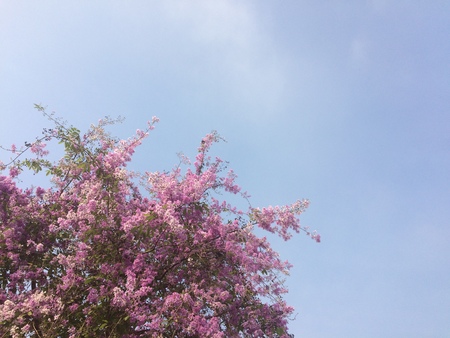 Pink spring flowers on blue sky backgroundの写真素材