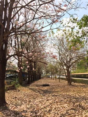 Pink trumpet tree beauty flowers blooming in winterの写真素材