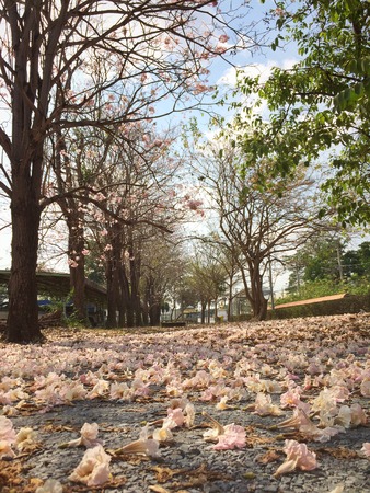 Pink trumpet tree beauty flowers blooming in winterの写真素材