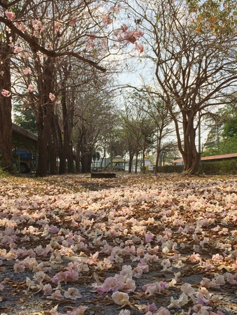 Pink trumpet tree beauty flowers blooming in winterの写真素材