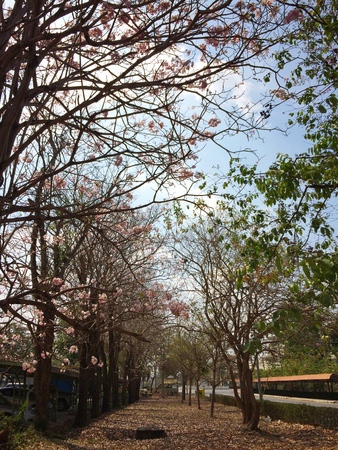 Pink trumpet tree beauty flowers blooming in winterの写真素材