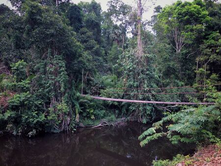 Suspension bridge across the water in the forestの写真素材