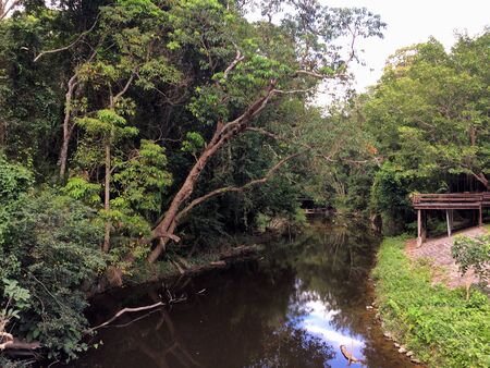 River in the middle of the forestの写真素材