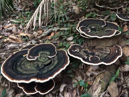 Mushroom under the big tree