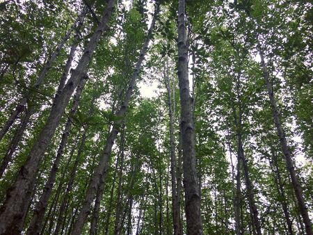 Looking up at trees in nature forestの写真素材