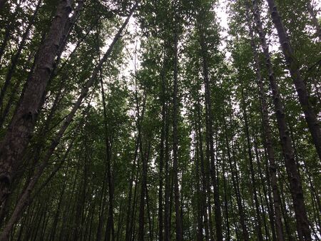 Looking up at trees in nature forestの写真素材