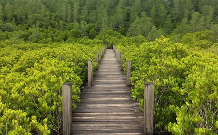 A walk through the beautiful nature forest.の写真素材