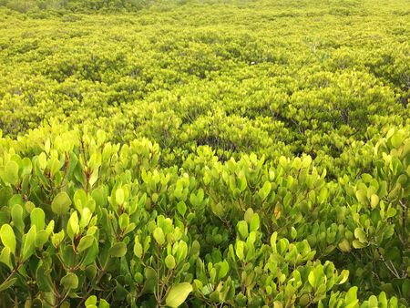 Forest park of Leaf Backgroundの写真素材