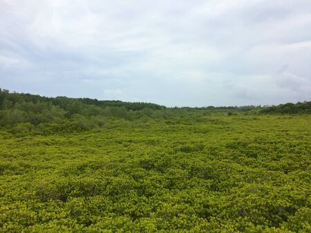 Green forest nature sky backgroundの写真素材