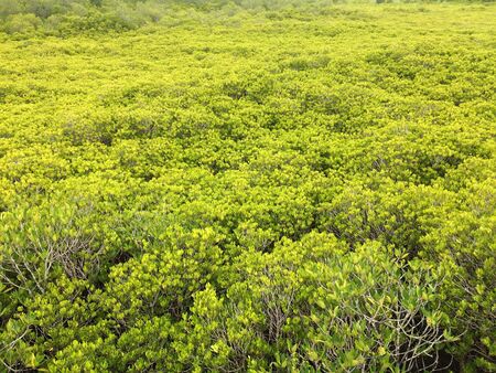 Forest park of Leaf Backgroundの写真素材