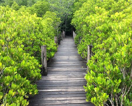 A walk through the beautiful nature forest.の写真素材