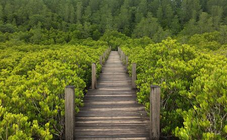 A walk through the beautiful nature forest.の写真素材