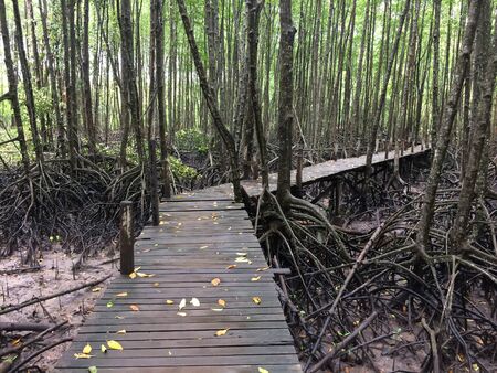 A walk through the beautiful nature forestの写真素材